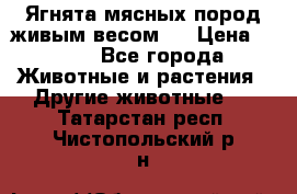 Ягнята мясных пород живым весом.  › Цена ­ 125 - Все города Животные и растения » Другие животные   . Татарстан респ.,Чистопольский р-н